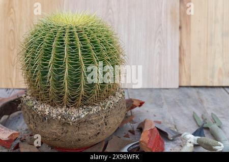 Goldener Fasskaktus mit Wurzelbrühe und gebrochenem Blumentopf. Stockfoto