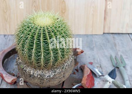 Schwiegerstuhl oder goldener Fasskaktus mit zerbrochenem Topf und Gartengeräten. Das Konzept des Gartenmischs. Stockfoto