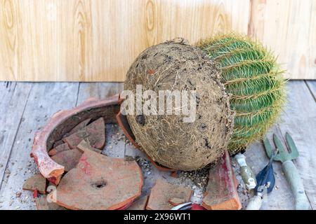 Goldener Kaktus mit zerbrochenem Blumentopf und Gartenwerkzeugen, um in einen neuen Topf zu transplantieren Stockfoto