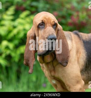 Bloodhound Stockfoto