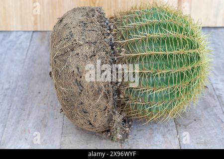 Kroenleinia grusonii oder Schwiegermütterkaktus mit zerbrochenem Tontopf und Gartengeräten Stockfoto