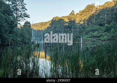 Australien; Victoria; Barwon Downs, Great Otway, Nationalpark, Lake Elizabeth Stockfoto