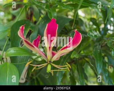 Close Up Gloriosa Superba oder Climbing Lily, rote und gelbe Kletterblume, die in Südafrika und Südostasien beheimatet ist, sind alle Teile der Pflanze ausgestorben Stockfoto