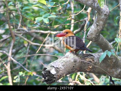 Braunflügeliger eisvogel (Pelargopsis amauroptera) in Sundarbans. Dieses Foto wurde von Sundarbans, Bangladesch, aufgenommen. Stockfoto