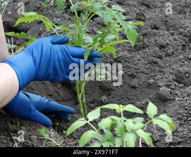 Grüne Sprossen von Tomatensämlingen werden im Freien in den Boden gepflanzt. Stockfoto