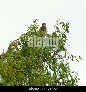 Song-Thrush aka Turdus philomelos singt oben auf dem Baum. Gemeiner Vogel der Tschechischen republik. Stockfoto