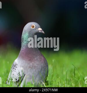 Columba livia aka Taube (Stein oder Haus) im Gras. Nahaufnahme Porträt. Stockfoto