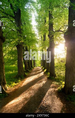 Waldschotterweg im Wald, umgeben von Baumreihen in Form einer Allee bei Sonnenuntergang mit Sonnenlicht zwischen den Baumstämmen Stockfoto