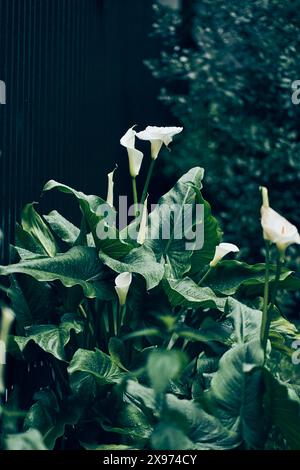 Weiße Calla-Lilien blühen auf natürlichem Hintergrund, während des Frühlings blüht sie in natürlichem Licht und bietet Platz zum Kopieren. Gartenkonzept. Hochwertige Fotos Stockfoto