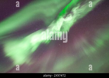 Leuchtend grüne, lila und rosa Nordlichter tanzen am Himmel. Aurorale Corona Stockfoto