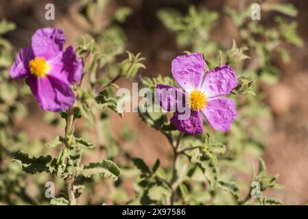 Blüten der rosafarbenen Rosen (Cistus creticus) in Turkiye Stockfoto