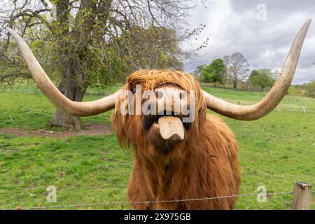 Schottische Highland-Kuh, die auf einer Weide in Schottland seine Zunge rausstreckt Stockfoto