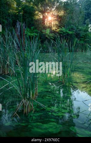 Australien; Victoria; Barwon Downs, Great Otway, Nationalpark, Lake Elizabeth Stockfoto