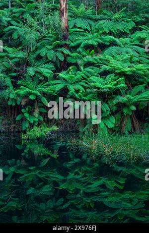 Australien; Victoria; Barwon Downs, Great Otway, Nationalpark, Lake Elizabeth Stockfoto