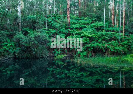 Australien; Victoria; Barwon Downs, Great Otway, Nationalpark, Lake Elizabeth Stockfoto