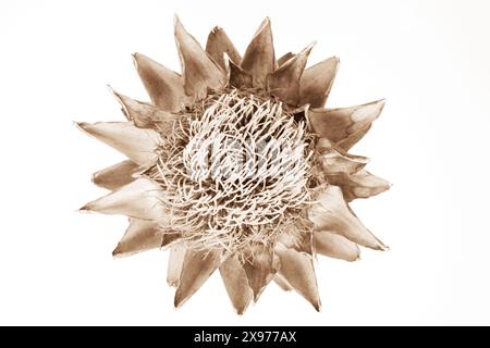 Einzelne getrocknete Artischockenblüte auf weißem Hintergrund, botanisches Foto von oben Stockfoto