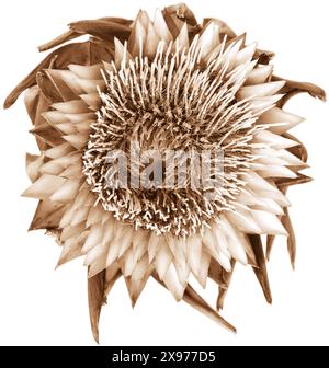 Einzelne Sepia getrocknete isolierte Artischockenpflanze Blume auf weißem Hintergrund, Nahaufnahme botanisches Foto von oben Stockfoto