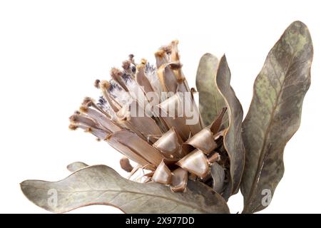 Getrocknete Protea-Blüte auf weißem Hintergrund, botanische Fotografie von der Seite Stockfoto