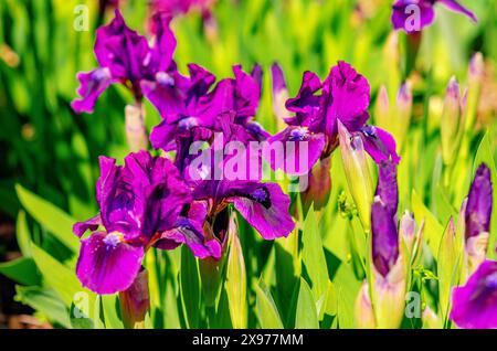 Lila Irisblumen auf dem Blumenbeet Stockfoto