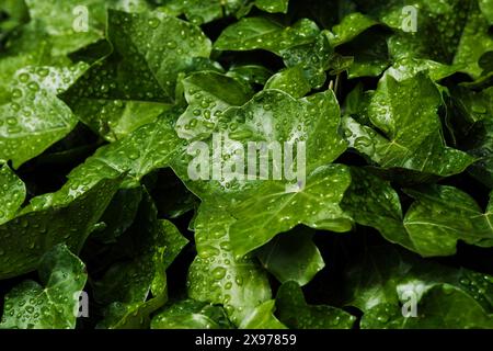 Regentropfen auf Efeu Stockfoto