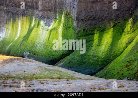 Die interessante Felsformation Devils Punchbowl ist ein State Natural Area in der Nähe von Newport und Otter Rock, Oregon, USA. Stockfoto