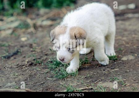 Der kleine weiße Hund ist reinrassig Stockfoto