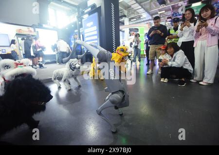 Hangzhou, China. Mai 2024. Besucher beobachten einen Roboterhund beim 20. China International Cartoon and Animation Festival am 29. Mai 2024 in Hangzhou, China. (Foto: Costfoto/NurPhoto) Credit: NurPhoto SRL/Alamy Live News Stockfoto