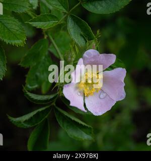 Eine Nahaufnahme einer einzigen Blume in der Blüte einer Hunderose, Rosa canina. Die Blütenblätter haben Wasserregentropfen auf sich. Das Foto hat Platz für Text Stockfoto