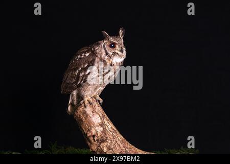 Ein Nahporträt einer verworrenen Uhu, die auf einem Stumpf thront. Wird vor dunklem Hintergrund aufgenommen und bietet Platz für Text Stockfoto