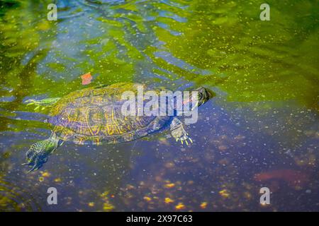 Eine bemalte Schildkröte schwimmt friedlich in einem Teich und zeigt die heitere Schönheit der Natur. Stockfoto