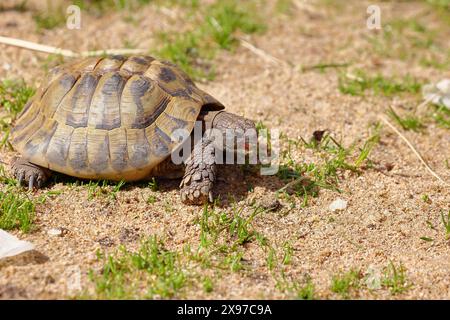 Hermann-Schildkröte (testudo hermanni), Wandern auf weichem Boden, in Gefangenschaft, Rheinland-Pfalz, Deutschland Stockfoto