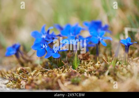 Nahaufnahme der Frühlingsenzianblüten (Gentiana verna) im Frühjahr Stockfoto