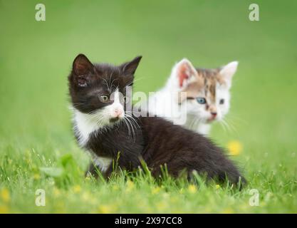 Nahaufnahme von zwei sechs Wochen alten Hauskatzen (Felis silvestris catus) auf einer Wiese im Frühsommer Stockfoto