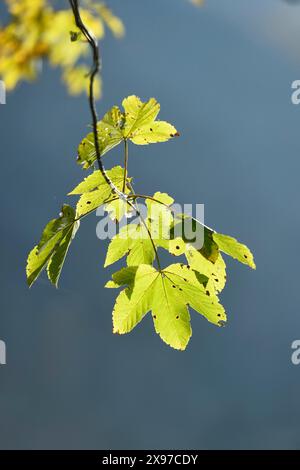 Bigleaf Ahorn oder Oregon Ahorn (Acer macrophyllum) Blätter in einem Wald im Herbst Stockfoto