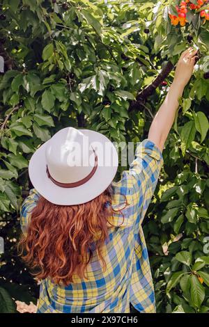 Frau mit Hut, die in einen üppig grünen Kirschbaum greift, um Kirschen zu pflücken, Blick von hinten Stockfoto