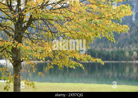 Landschaft einer Silberkalk oder Silberlinde (Tilia tomentosa) neben einem klaren See (Plansee) im Herbst in Tirol Stockfoto