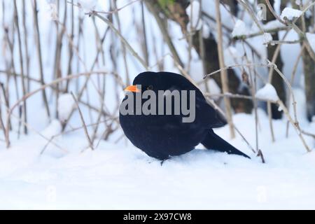 Nahaufnahme einer gemeinen Amsel (Turdus merula) im Winter Stockfoto