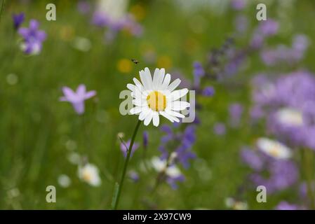 Nahaufnahme einer Blumenwiese mit Ochsenauge Gänseblümchen (Leucanthemum vulgare), Wiesenblume (Salvia pratensis) und ausbreitender Glockenblume (Campanula patula) Stockfoto