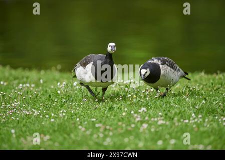 Nahaufnahme einer Nonnengans (Branta leucopsis) auf einer Wiese im Frühjahr Stockfoto