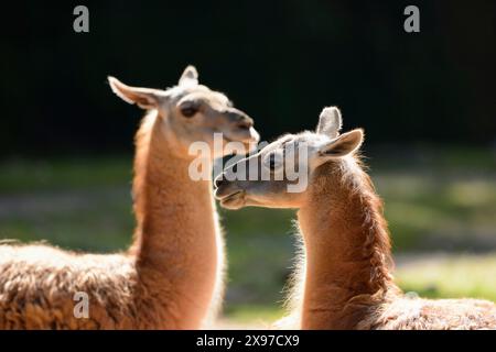 Nahaufnahme zweier Guanacos (Lama guanicoe) im Frühjahr Stockfoto