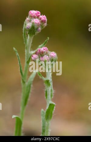 Nahaufnahme der Blüten des Mountain Everlasting (Antennaria dioica) im Frühsommer Stockfoto