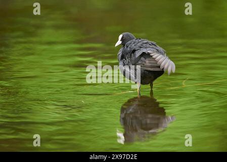 Nahaufnahme eines eurasischen Huhns (Fulica atra) auf einem kleinen See im Frühling Stockfoto