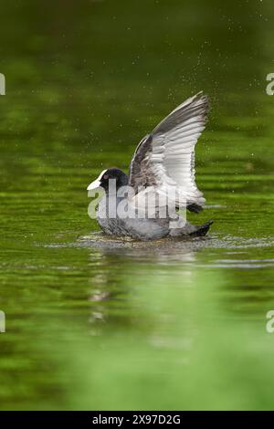 Nahaufnahme eines eurasischen Huhns (Fulica atra) auf einem kleinen See im Frühling Stockfoto