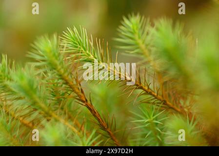 Nahaufnahme von Haarkappenmoos oder Haarmoos (Polytrichum commune) auf dem Waldboden im Herbst Stockfoto