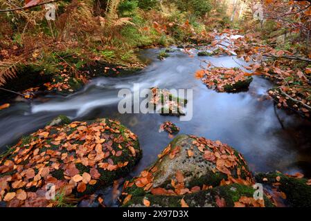 Landschaft eines kleinen Flusses (keine Ohe), der im Herbst durch den Wald fließt, im bayerischen Wald, Bayern, Deutschland Stockfoto