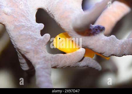 Nahaufnahme von einem gelben Clown-Grundel (Gobiodon Okinawae) in einem aquarium Stockfoto