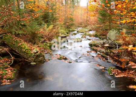 Landschaft eines kleinen Flusses (keine Ohe), der im Herbst durch den Wald fließt, im bayerischen Wald, Bayern, Deutschland Stockfoto