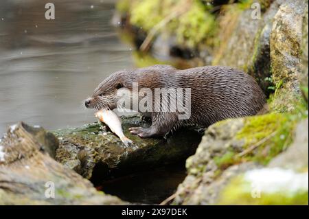 Nahaufnahme eines europäischen Otter (Lutra lutra) auf einem Felsen im Frühjahr Stockfoto