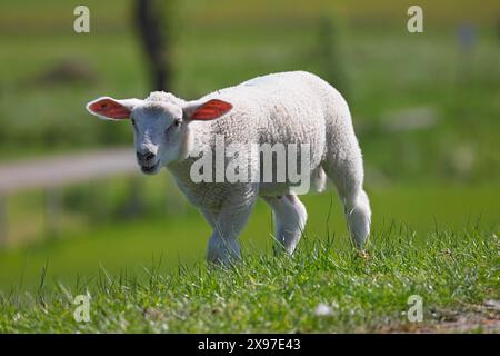 Hausschafe (Ovis gmelini aries), Lammlaufdeich, Tierkind, Elbmarschen, Schleswig-Holstein, Deutschland Stockfoto