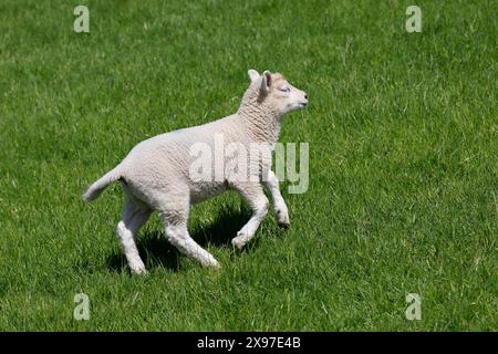 Hausschafe (Ovis gmelini aries), Lämmer, die den Deich hochlaufen, Babytier, Wedeler Elbmarsch, Schleswig-Holstein, Deutschland Stockfoto